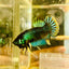 Plakat Imbellis Yellow Green Male Betta M19