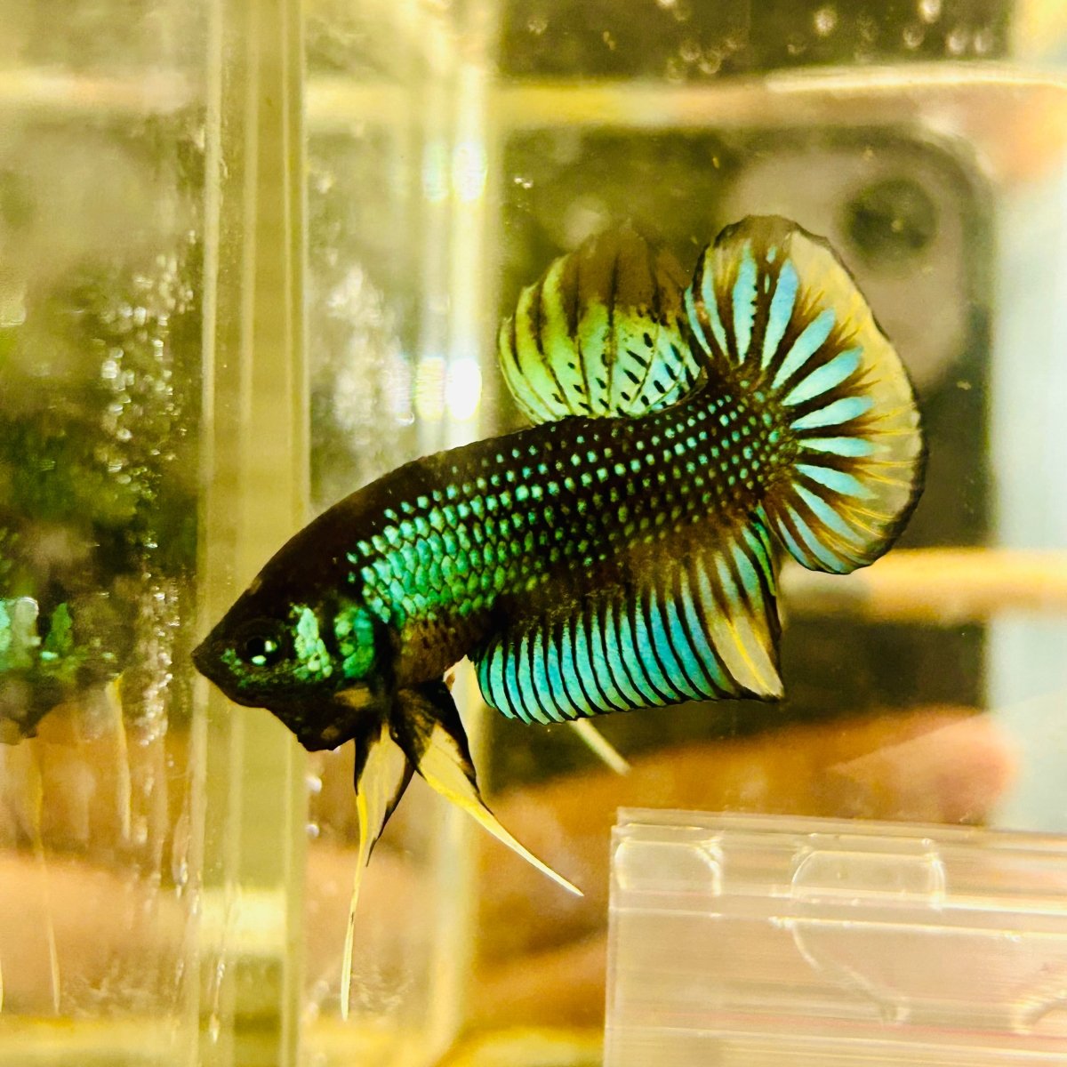Plakat Imbellis Yellow Green Male Betta #M19