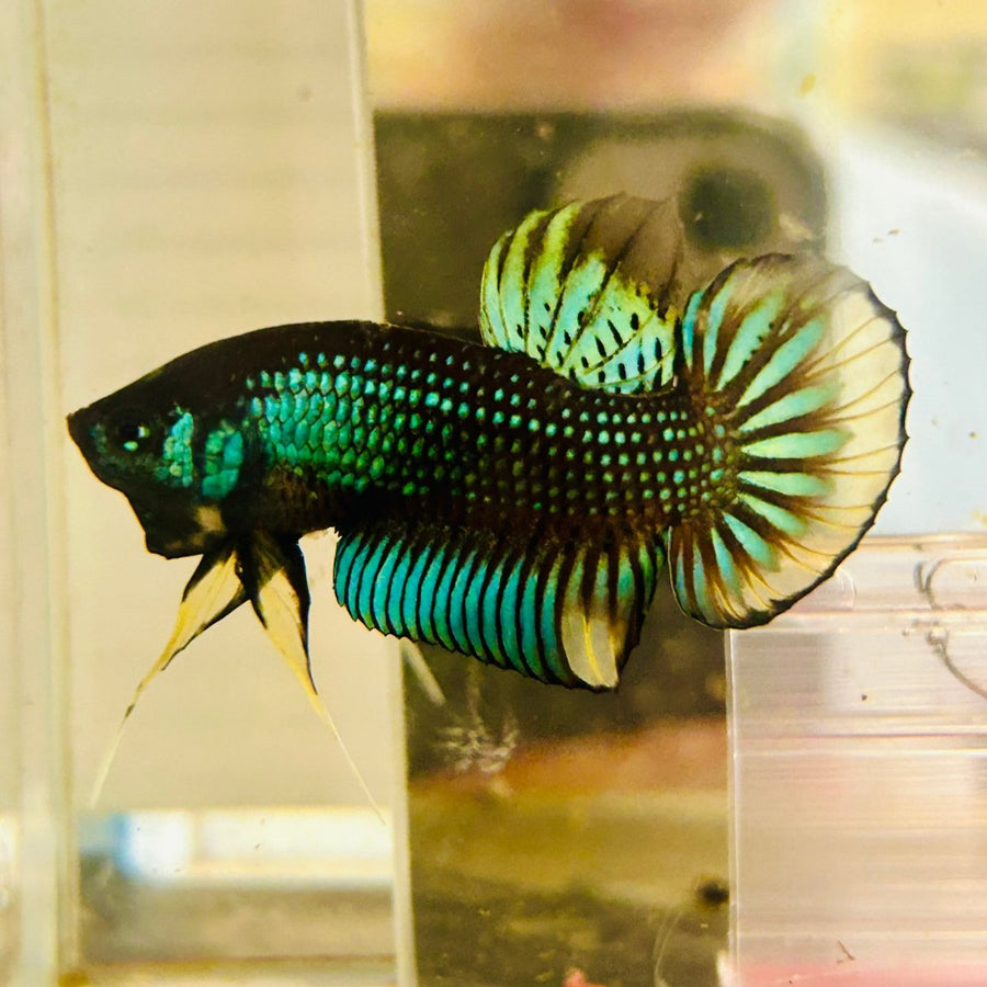 Plakat Imbellis Yellow Green Male Betta M19