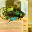 Plakat Imbellis Yellow Green Male Betta M19