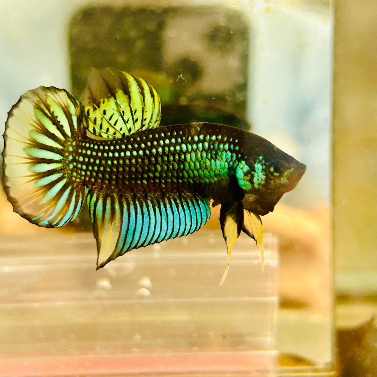 Plakat Imbellis Yellow Green Male Betta #M19