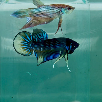 Plakat Imbellis Yellow Male Betta M110