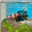 Plakat Koi Black Nemo Betta N51