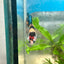 Plakat Koi Black Nemo Betta N51