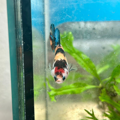 Plakat Koi Black Nemo Betta N51
