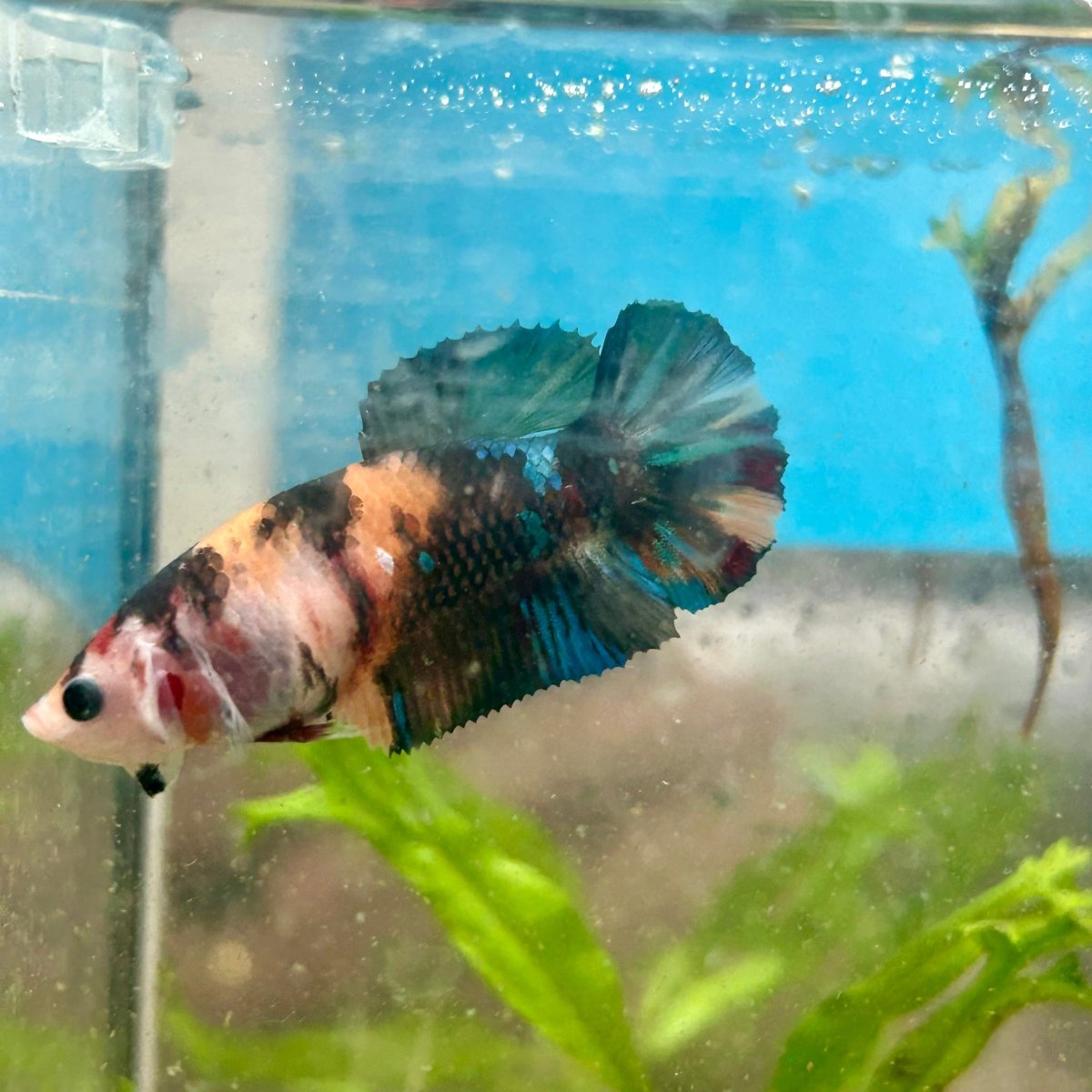 Plakat Koi Black Nemo Betta N51