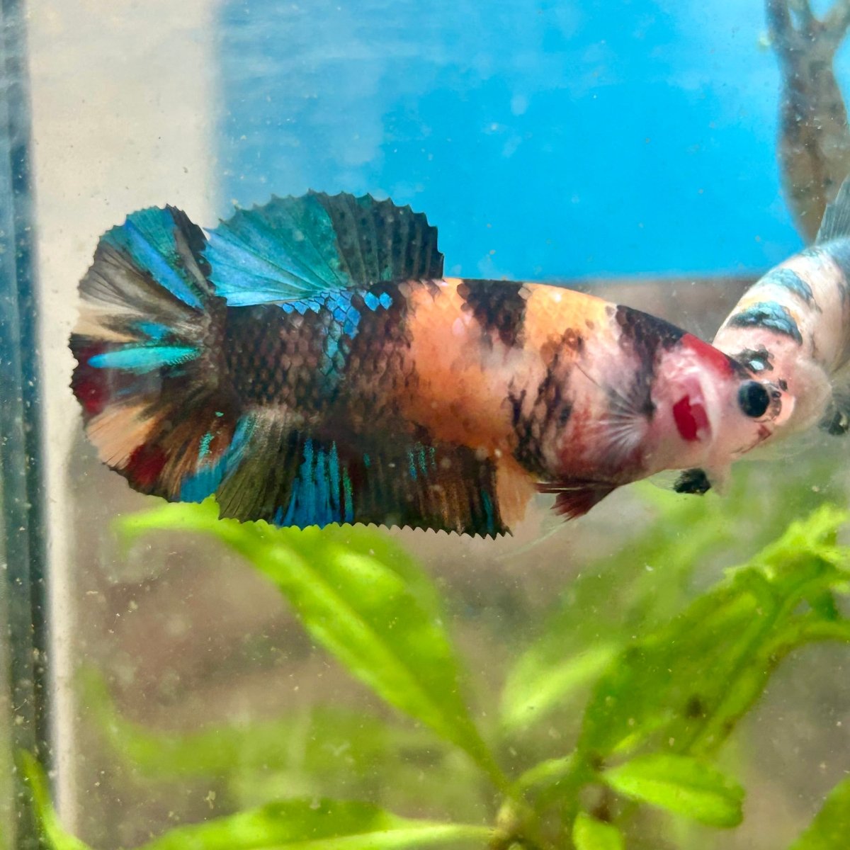Plakat Koi Black Nemo Betta N51