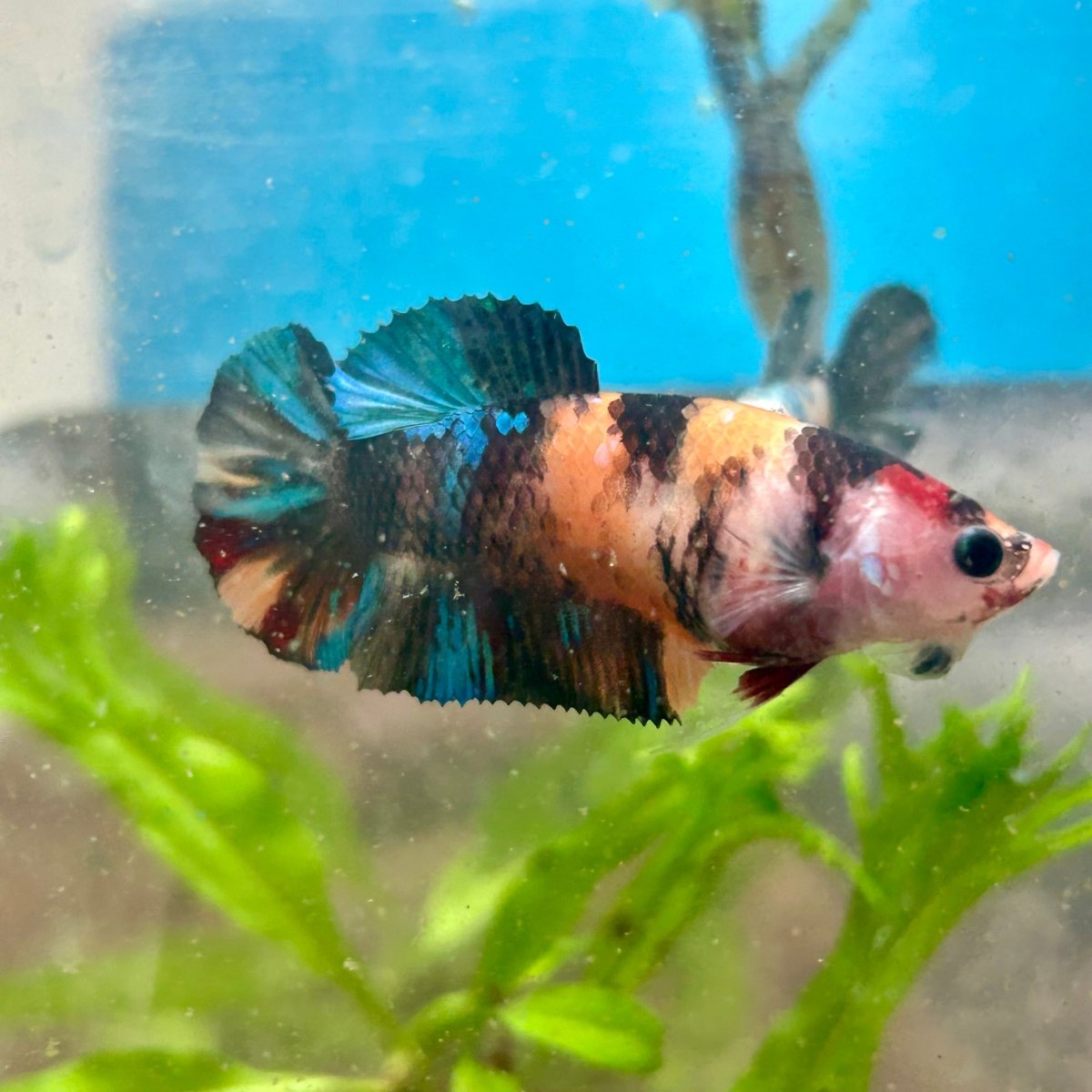 Plakat Koi Black Nemo Betta N51