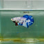 Plakat Koi Candy Dot Male Betta Giant M102