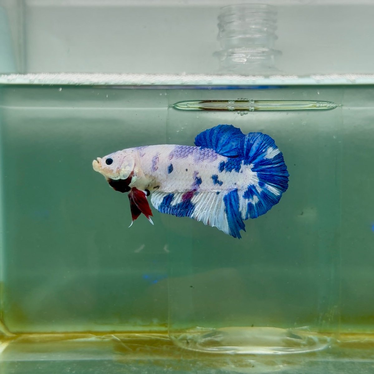 Plakat Koi Candy Dot Male Betta Giant M102