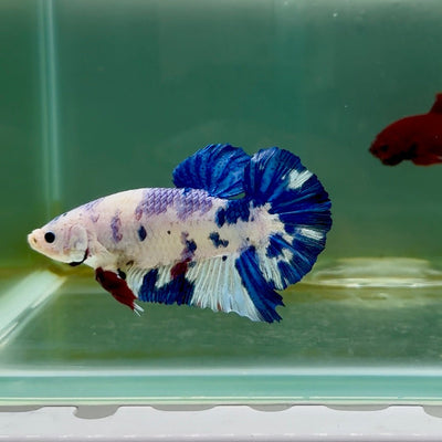 Plakat Koi Candy Dot Male Betta Giant M102