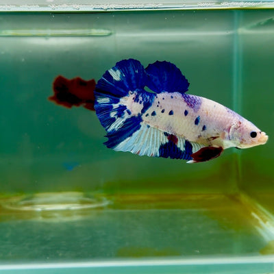 Plakat Koi Candy Dot Male Betta Giant M102