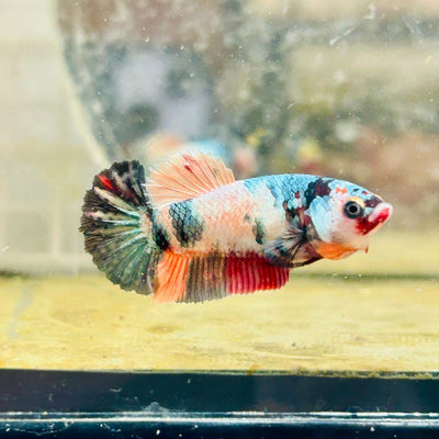 Plakat Koi Candy Female Betta 017