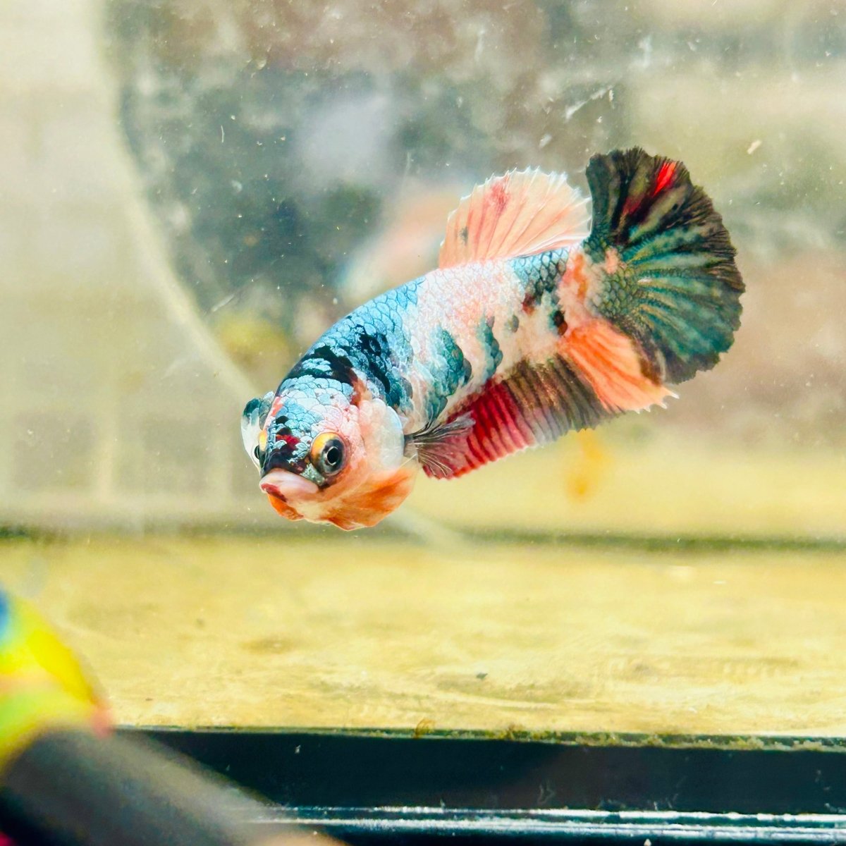 Plakat Koi Candy Female Betta 017