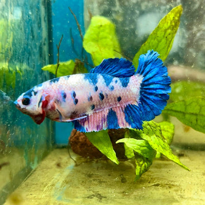 Plakat Koi Candy Female Betta 049