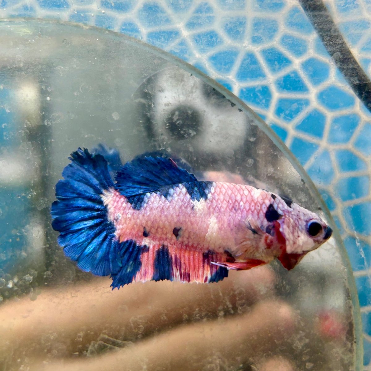 Plakat Koi Candy Female Betta 049