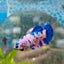 Plakat Koi Candy Female Betta 049