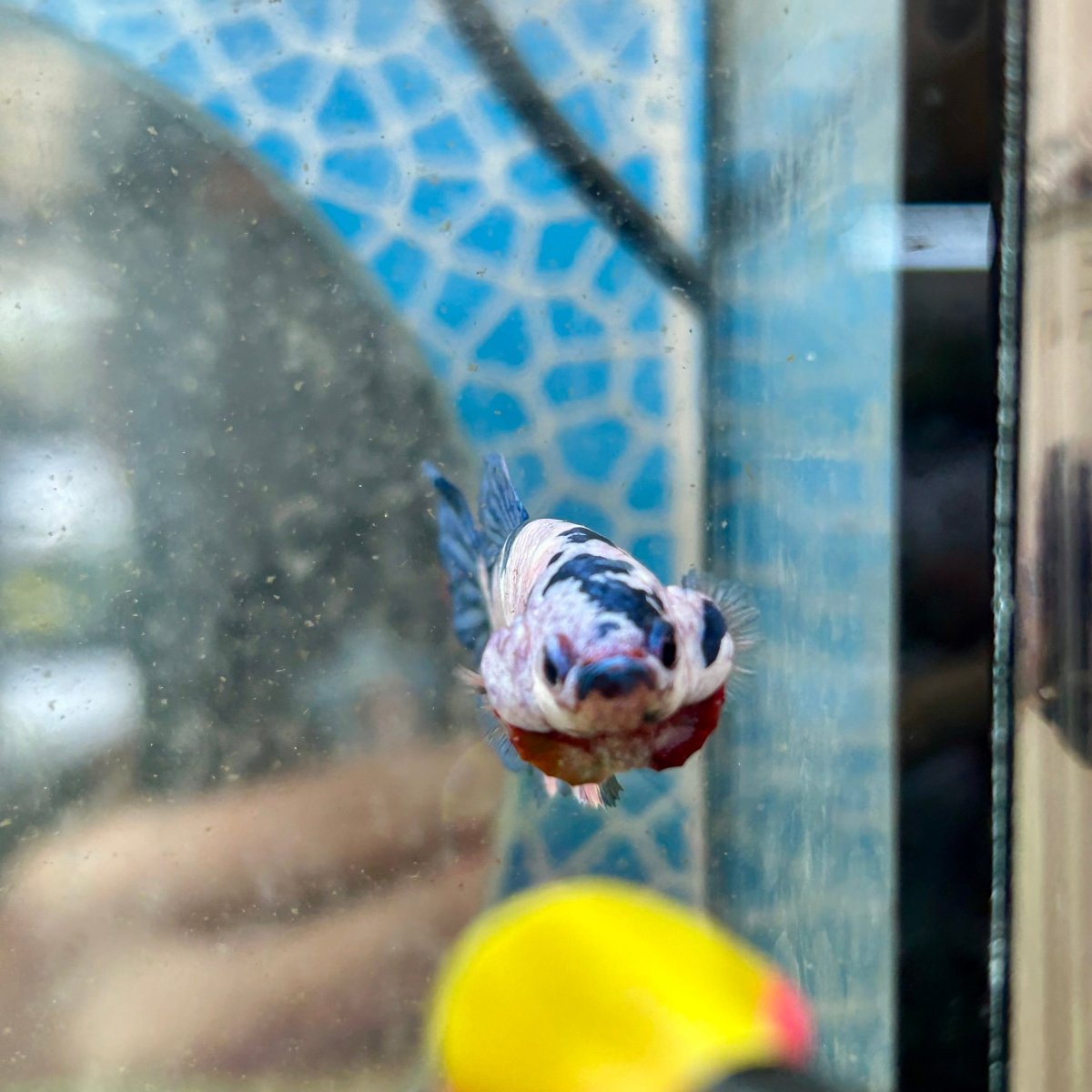 Plakat Koi Candy Female Betta 049