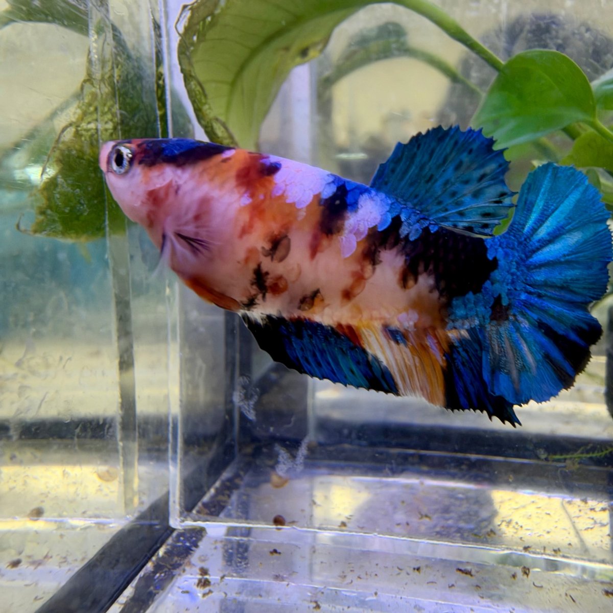 Plakat Koi Candy Female Betta #140