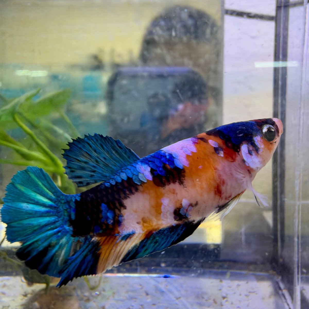 Plakat Koi Candy Female Betta #140