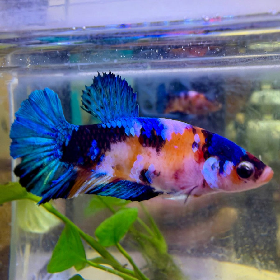 Plakat Koi Candy Female Betta #140 Live Betta Fish Female betta