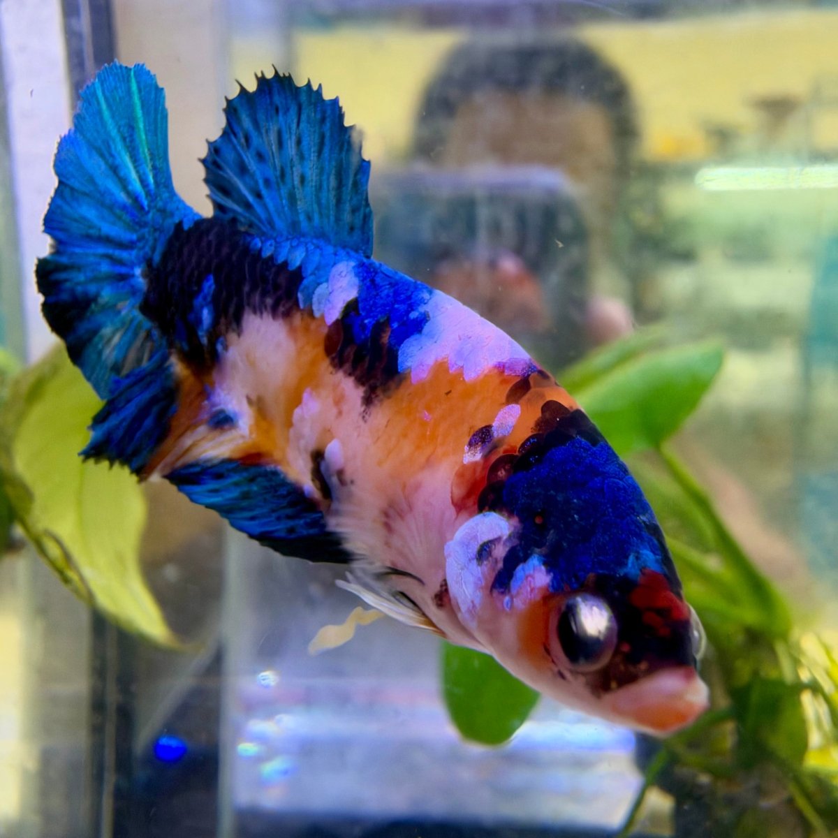 Plakat Koi Candy Female Betta #140
