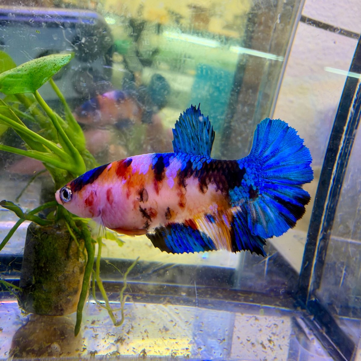 Plakat Koi Candy Female Betta #140