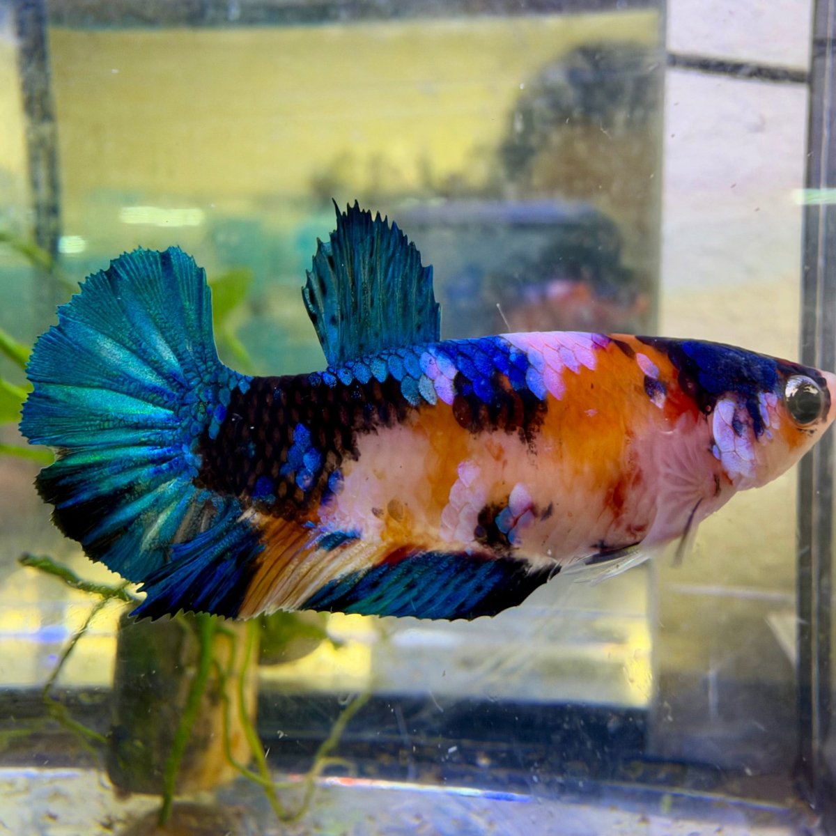 Plakat Koi Candy Female Betta #140
