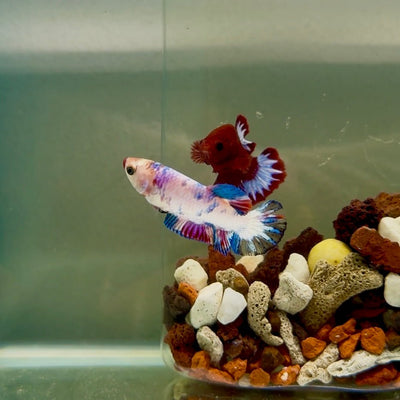 Plakat Koi Candy Female Betta J23