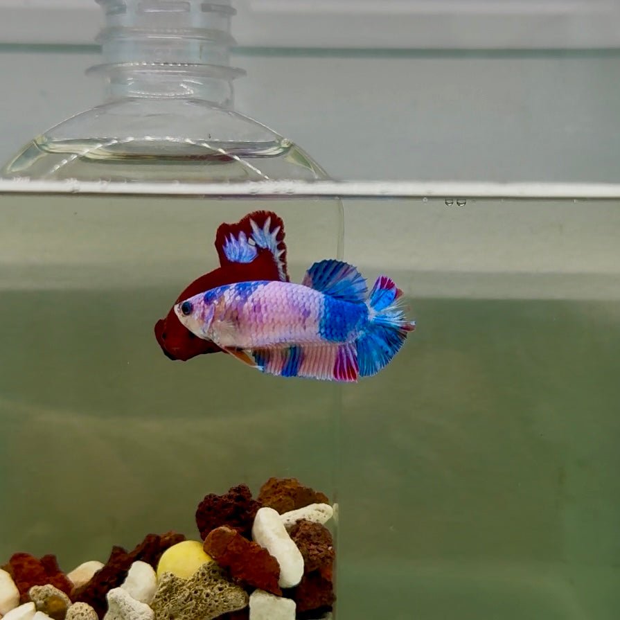 Plakat Koi Candy Female Betta J25