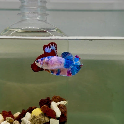 Plakat Koi Candy Female Betta J25