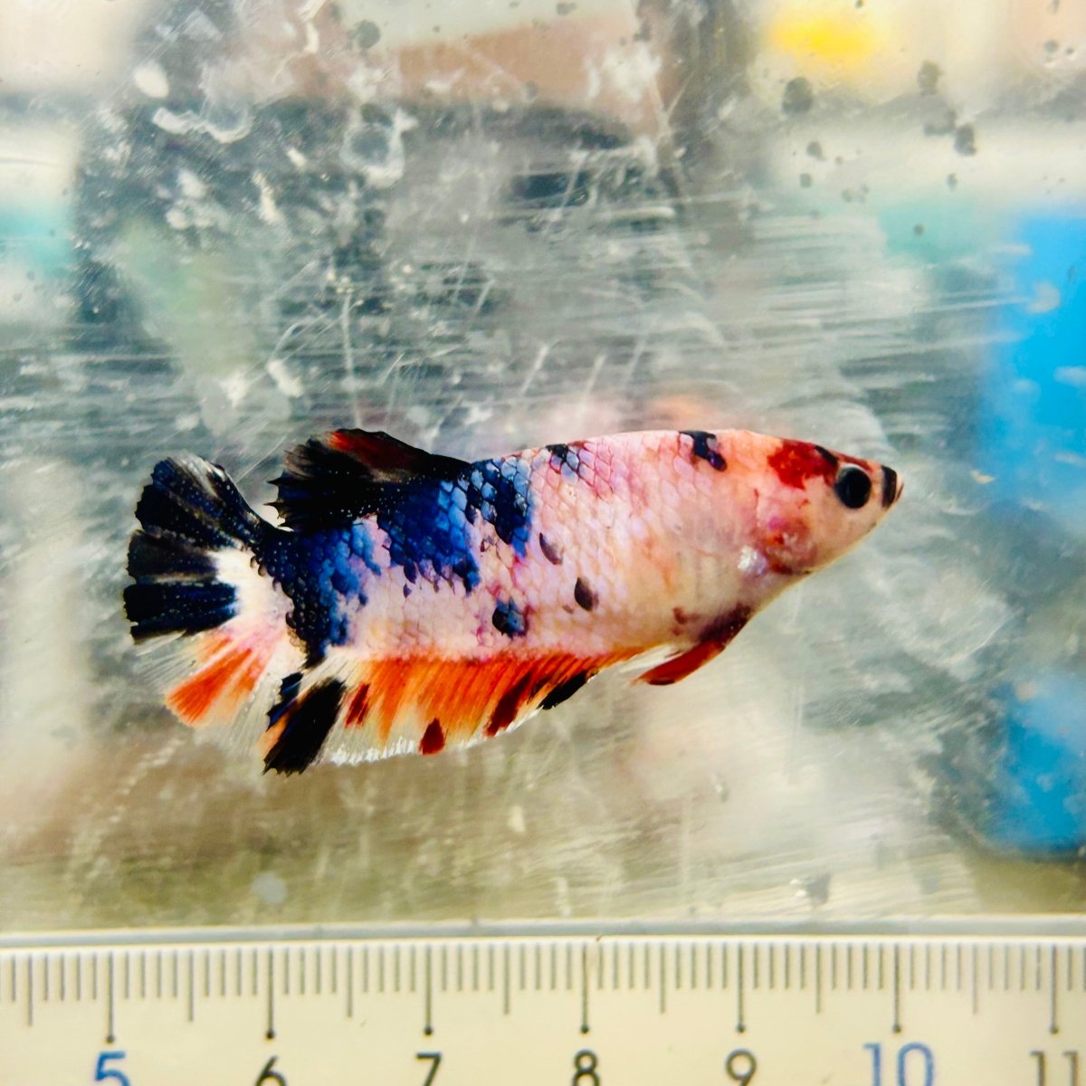 Plakat Koi Candy Female Betta #Ju29