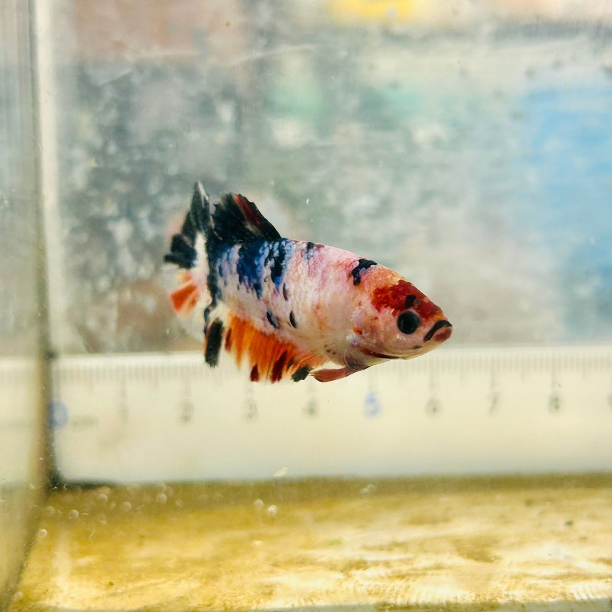 Plakat Koi Candy Female Betta #Ju29