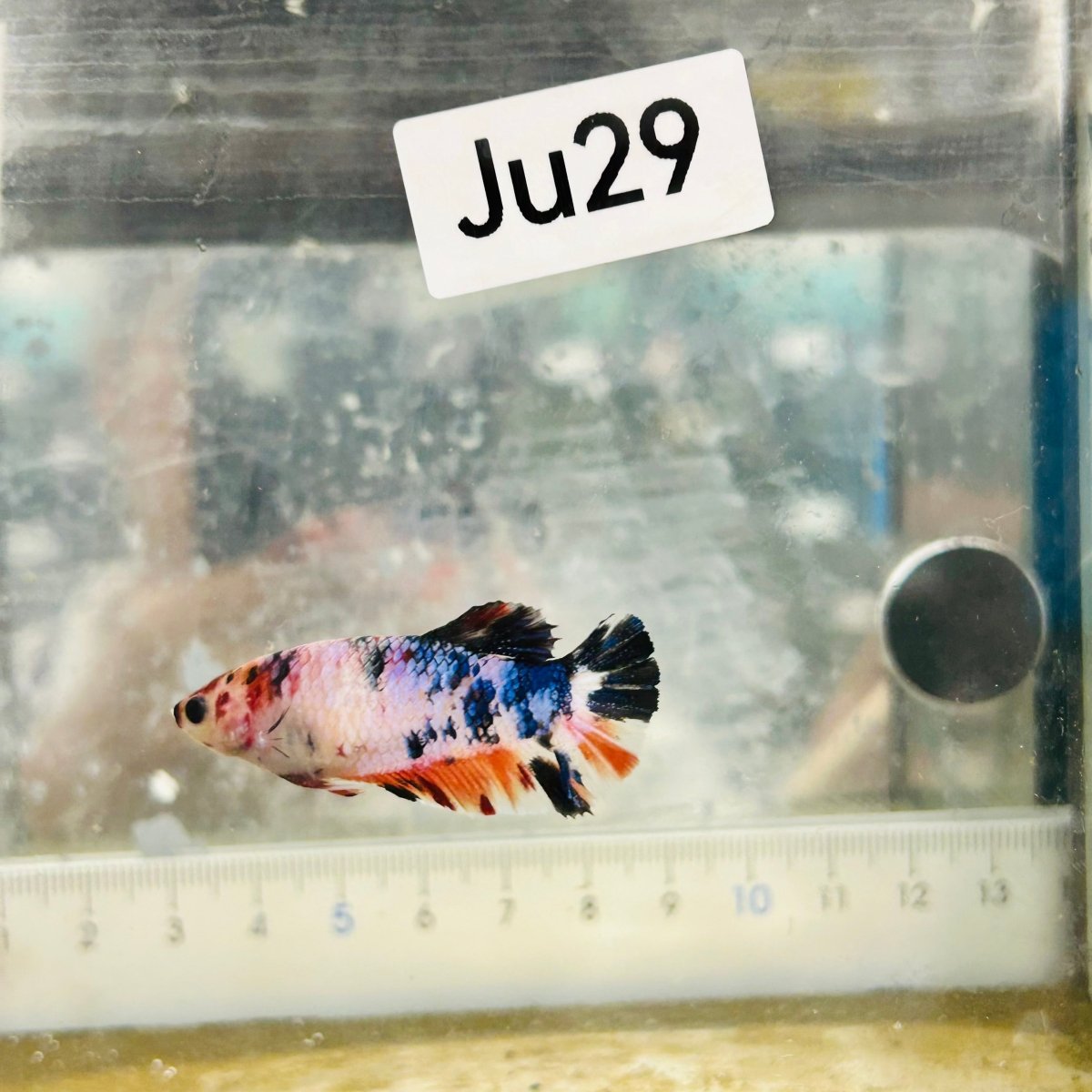 Plakat Koi Candy Female Betta #Ju29