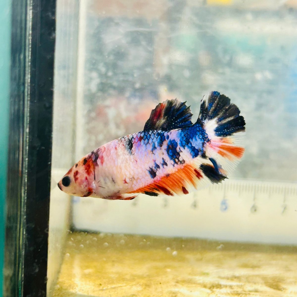 Plakat Koi Candy Female Betta #Ju29