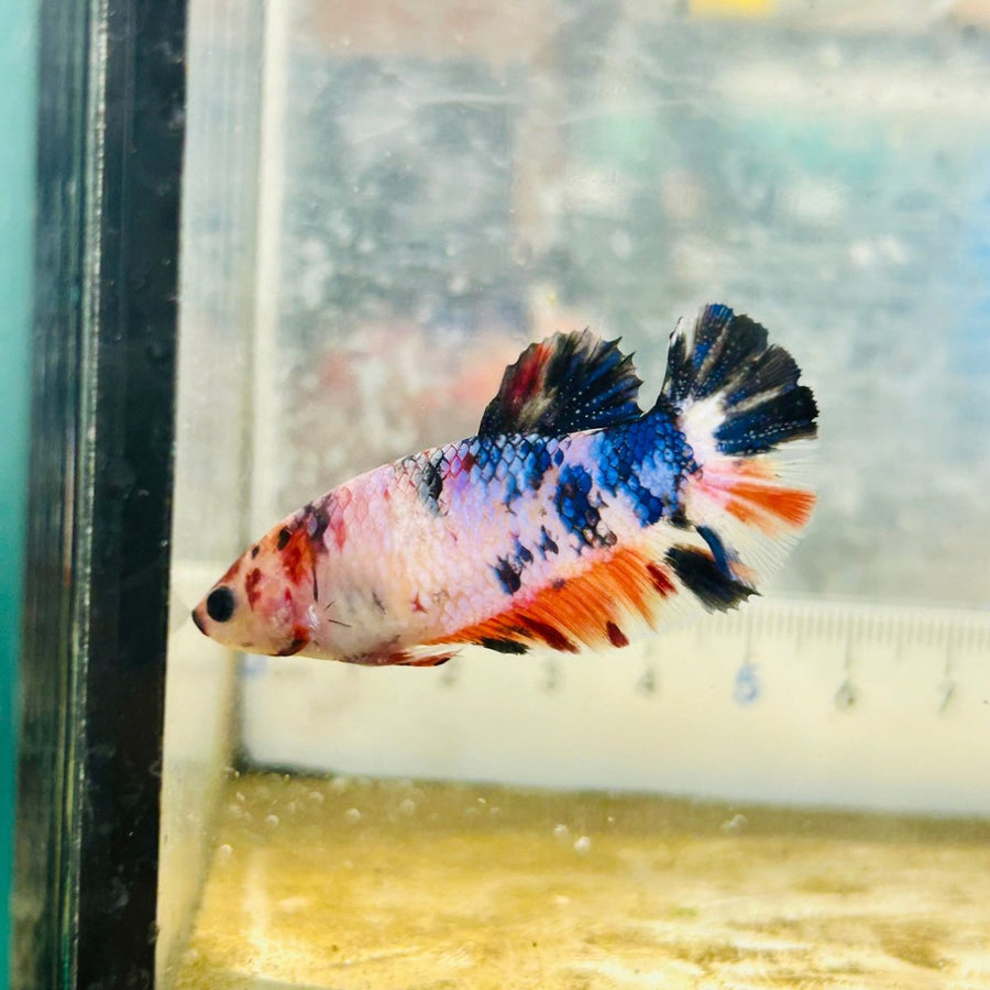 Plakat Koi Candy Female Betta Ju29 Female betta