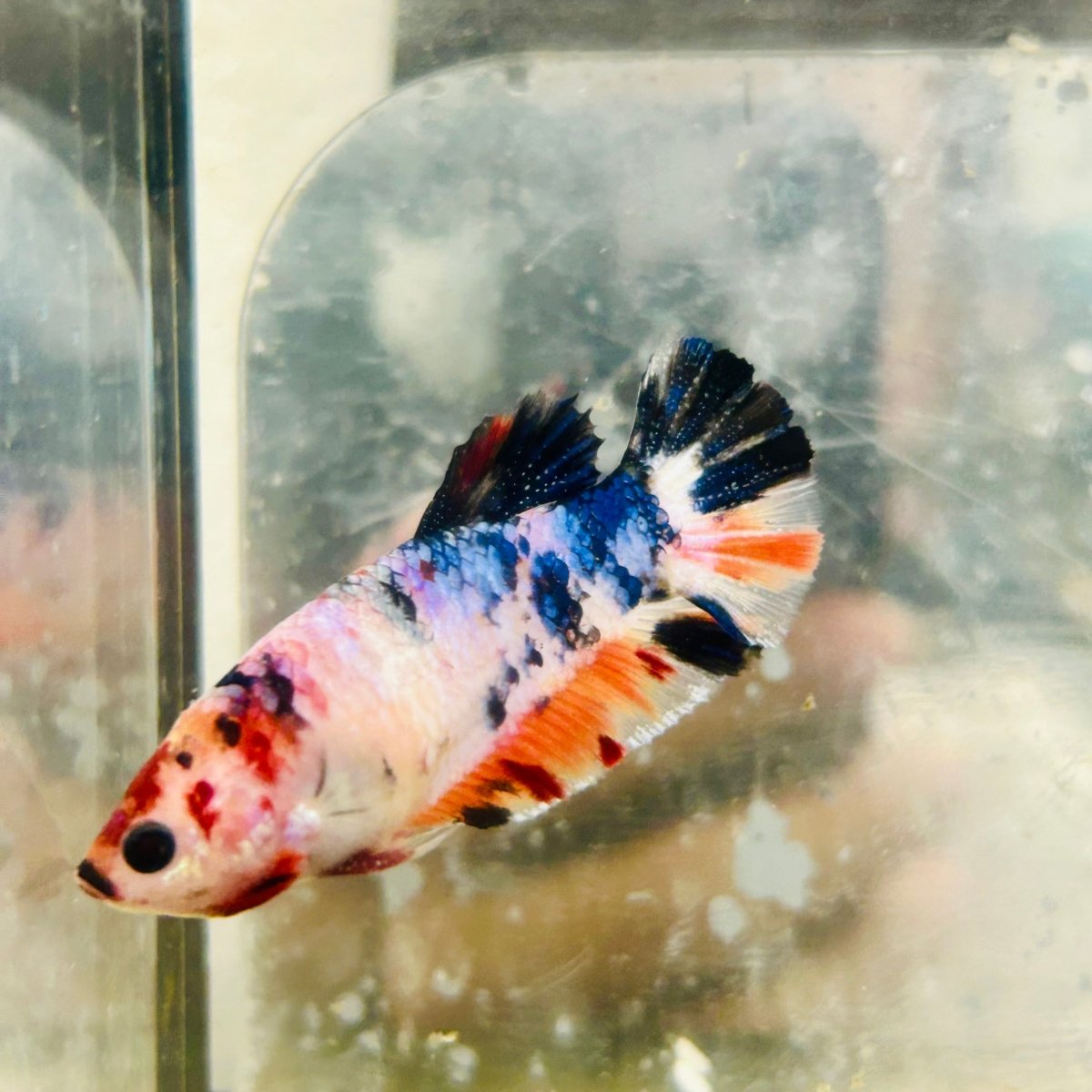 Plakat Koi Candy Female Betta #Ju29