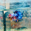 Plakat Koi Candy Galaxy Male Betta 144 Live Betta Fish Male betta