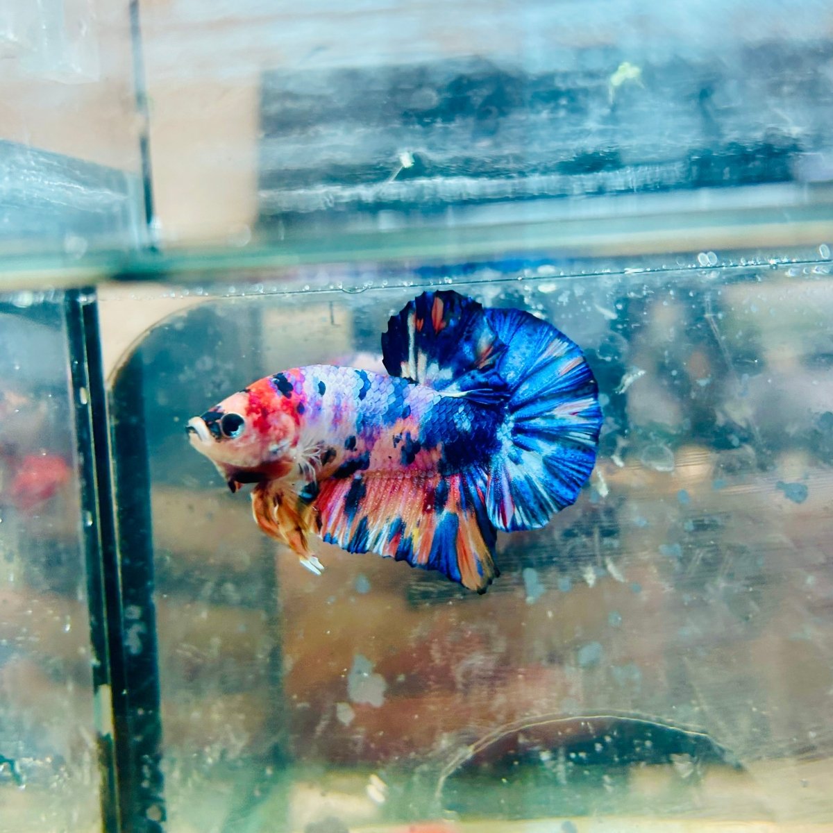 Plakat Koi Candy Galaxy Male Betta 144 Live Betta Fish Male betta