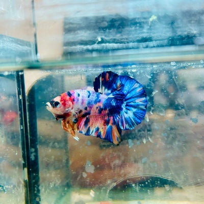 Plakat Koi Candy Galaxy Male Betta 144 Live Betta Fish Male betta