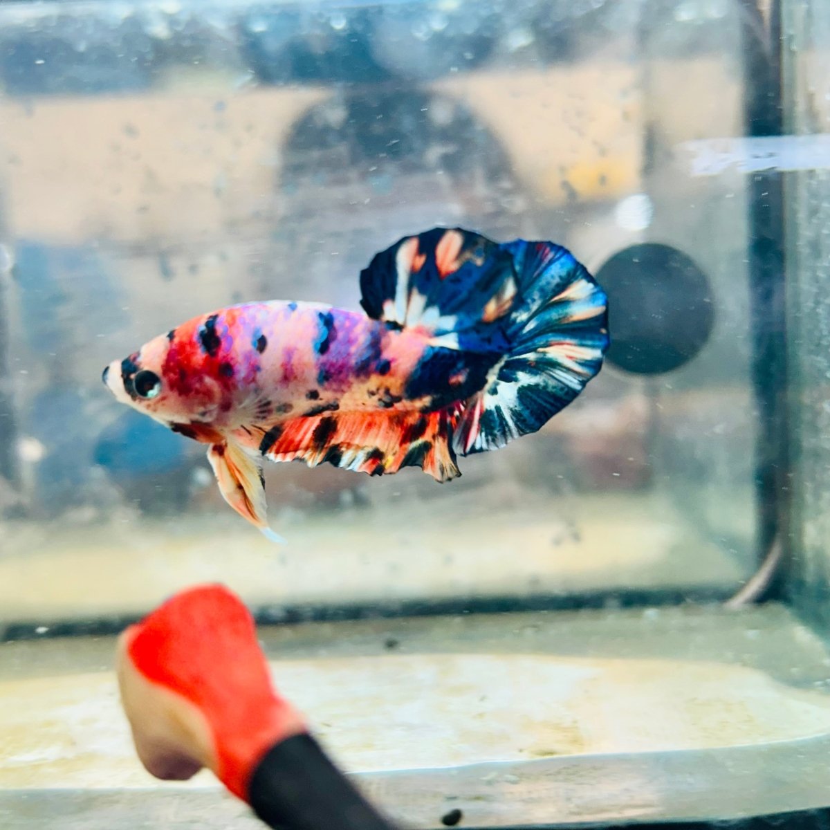 Plakat Koi Candy Galaxy Male Betta 144 Live Betta Fish Male betta