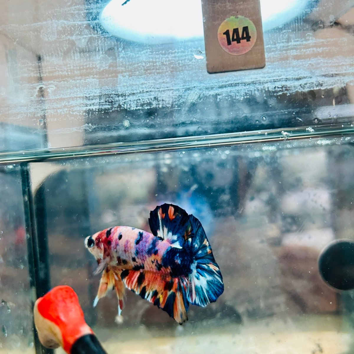Plakat Koi Candy Galaxy Male Betta 144 Live Betta Fish Male betta
