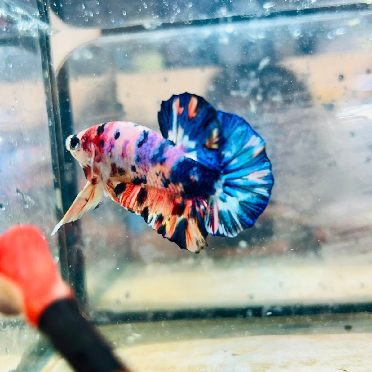 Plakat Koi Candy Galaxy Male Betta 144 Live Betta Fish Male betta