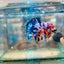 Plakat Koi Candy Galaxy Male Betta 144 Live Betta Fish Male betta
