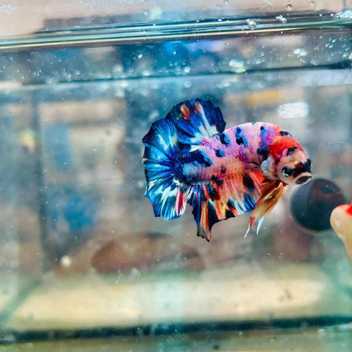 Plakat Koi Candy Galaxy Male Betta 144 Live Betta Fish Male betta