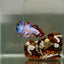 Plakat Koi Candy Male Betta J19