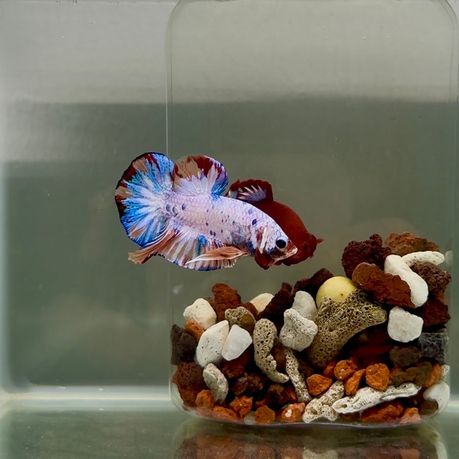 Plakat Koi Candy Male Betta J19