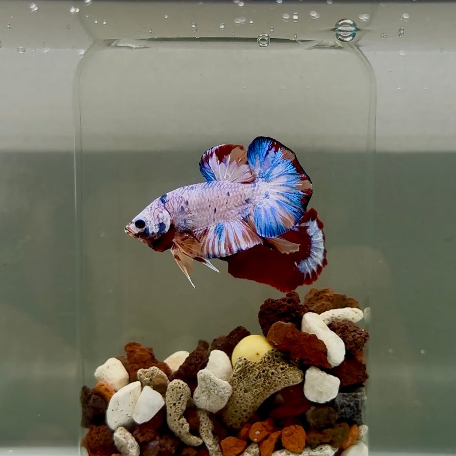Plakat Koi Candy Male Betta J19