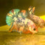 Plakat Koi Candy Male Betta S66 Live Betta Fish Male betta