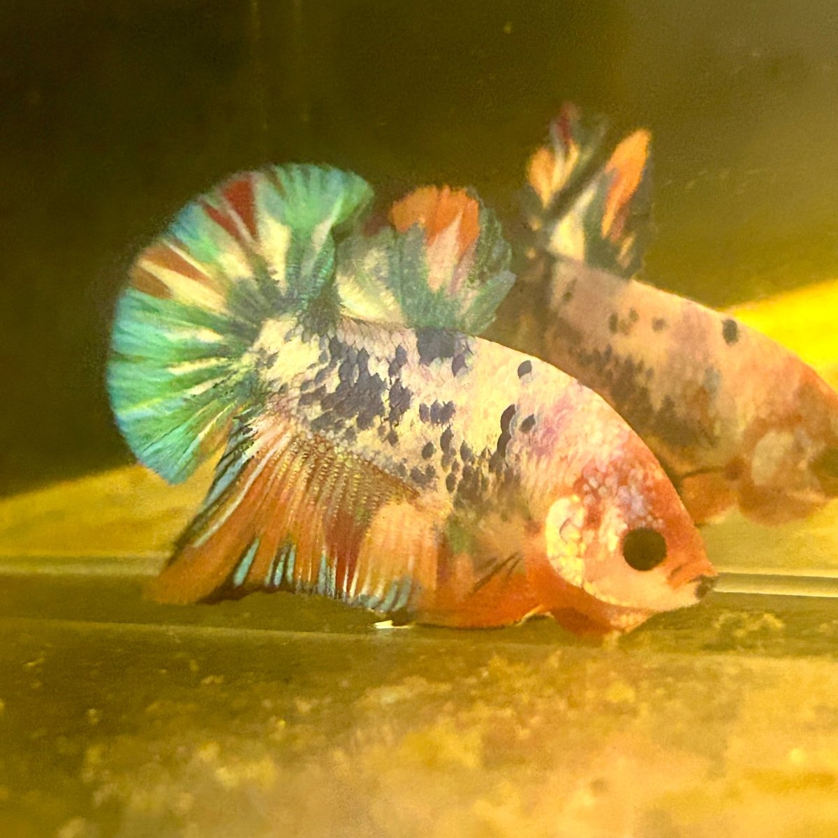 Plakat Koi Candy Male Betta S66 Live Betta Fish Male betta